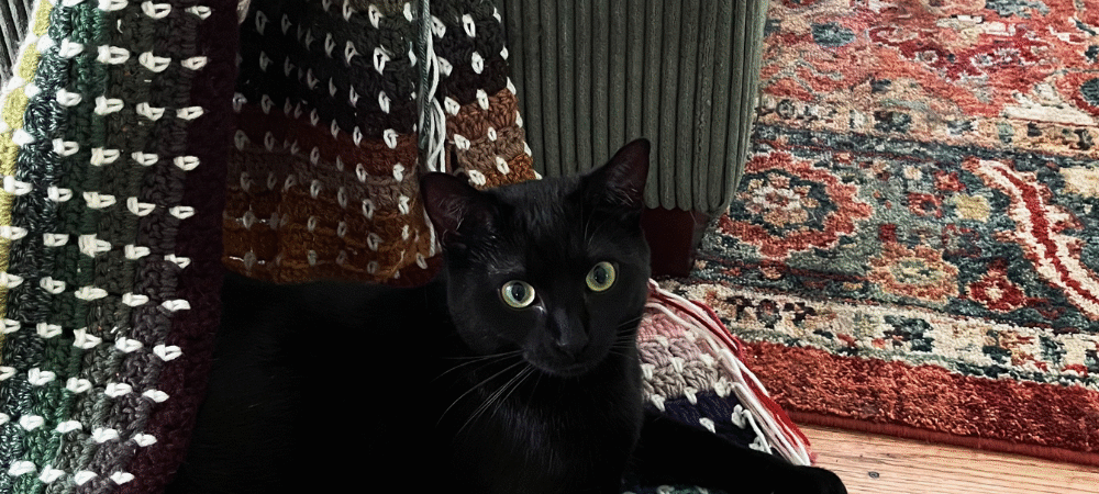 Welcome to Little Seedling Homestead!