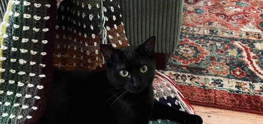 Welcome to Little Seedling Homestead!